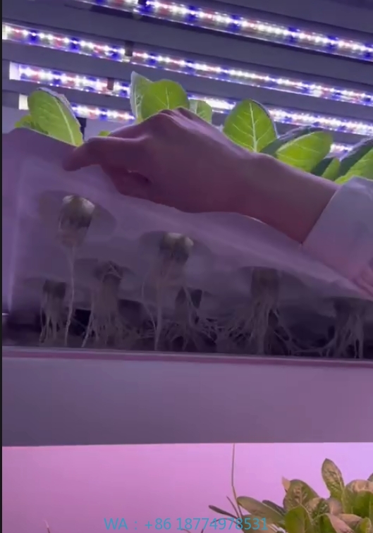 Hydroponic Farming Agriculture - Sera Tarım Ekipmanları Mantar Sebze Meyve