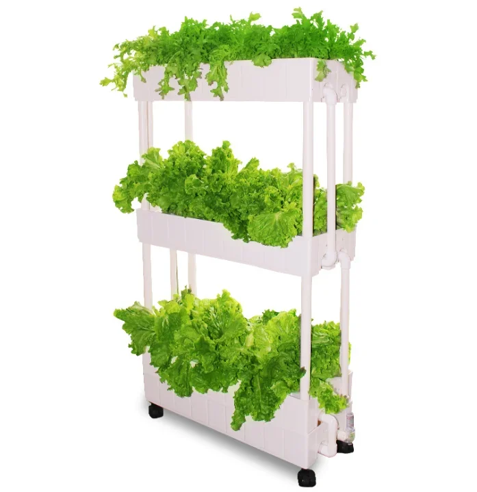 Hydroponic Farming Agriculture - Marul yetiştirmek için özelleştirilmiş tarım hidroponik