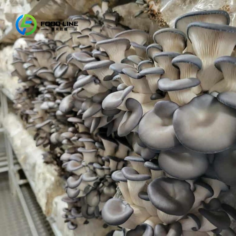 Modüler Konteyner Çiftliği Kap - Hydroponic Farming Agriculture incelemesi ve fiyatı