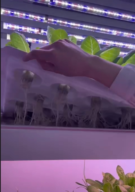 Dikey Çiftlik Hidroponik Kule  - Hydroponic Farming Agriculture incelemesi ve fiyatı