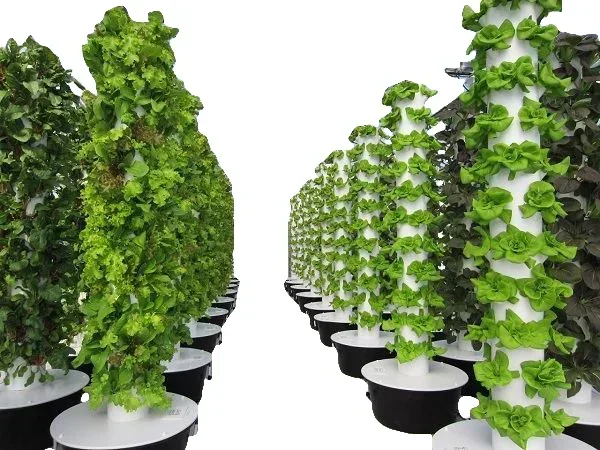 Tarımsal seralar dikey tarım a - Hydroponic Farming Agriculture incelemesi ve fiyatı