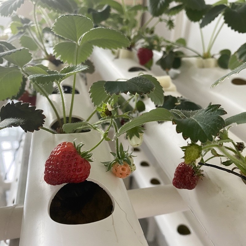 Hidroponik Kanal Borusu PVC Ta - Hydroponic Farming Agriculture incelemesi ve fiyatı