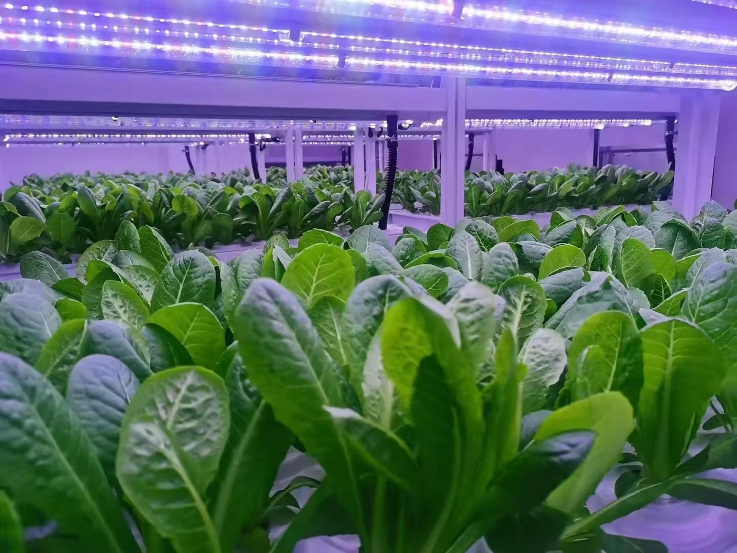 Sera Tarım Ekipmanları Mantar  - Hydroponic Farming Agriculture incelemesi ve fiyatı