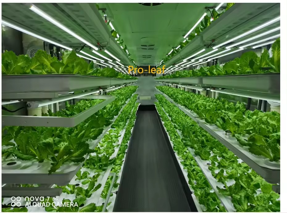 Sera Tarım Ekipmanları Mantar  - Hydroponic Farming Agriculture incelemesi ve fiyatı