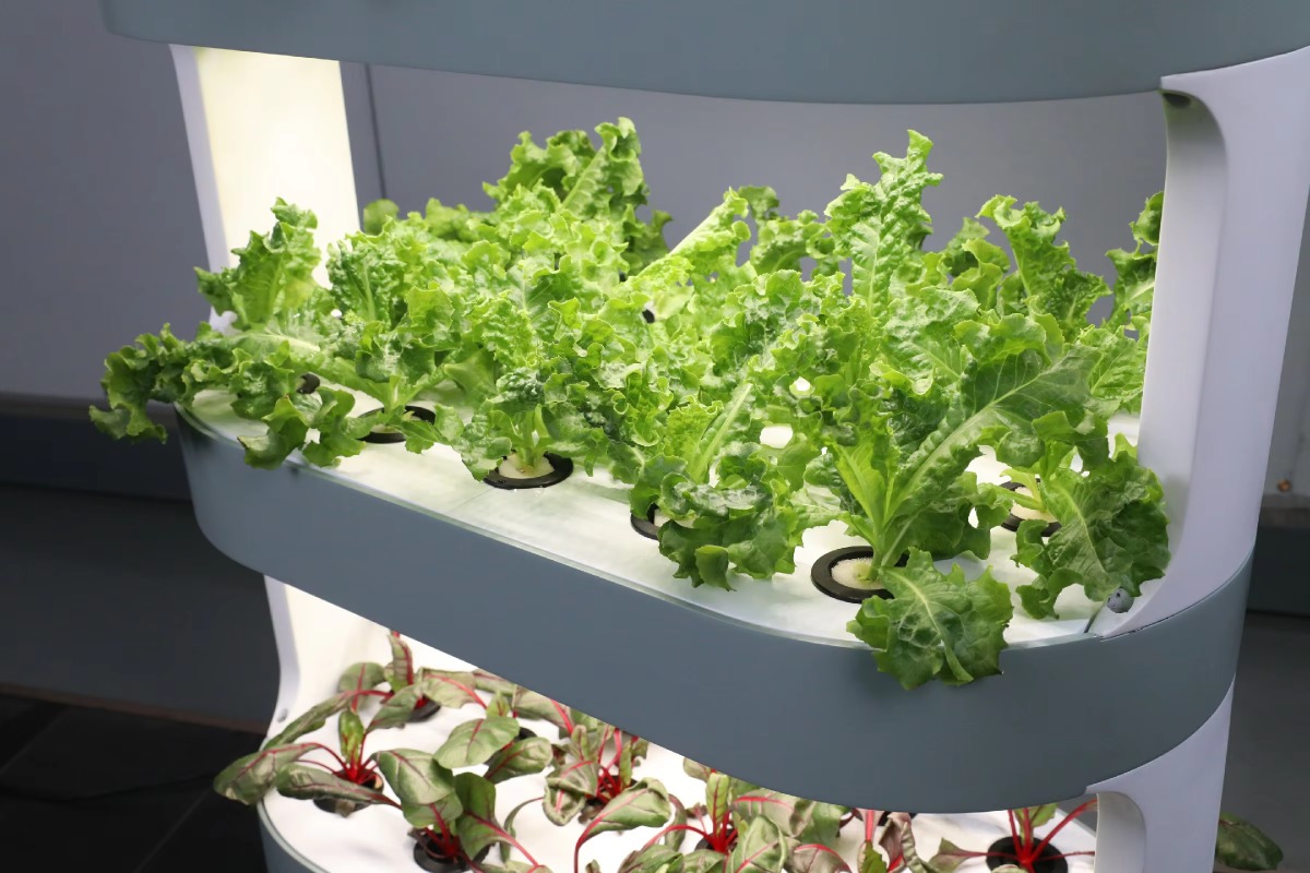 Fabrika Toptan Satış Benzersiz - Hydroponic Farming Agriculture incelemesi ve fiyatı