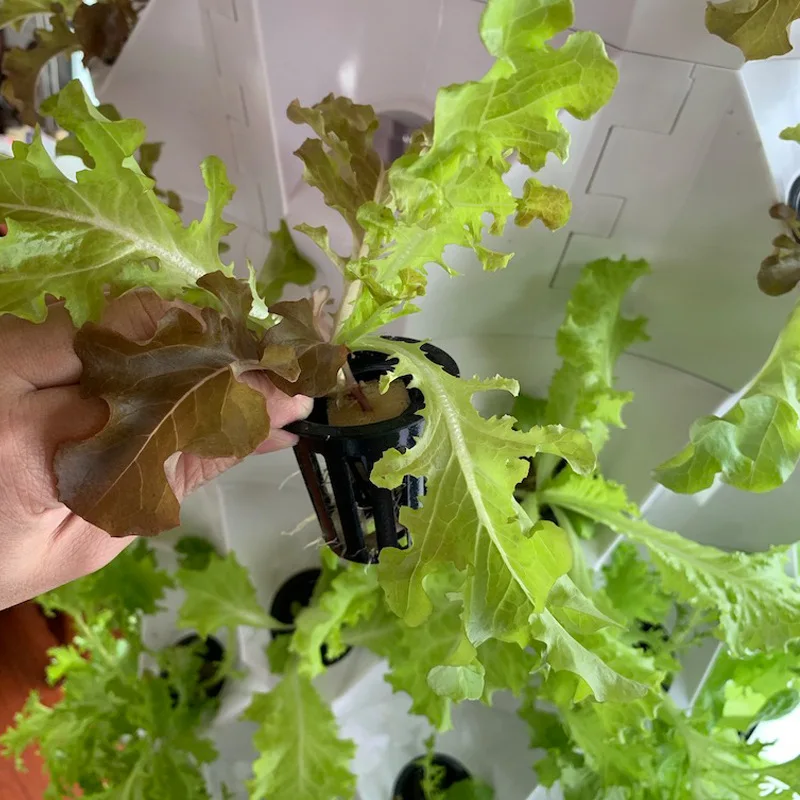 Tarımsal Seralar Dikey Tarım A - Hydroponic Farming Agriculture incelemesi ve fiyatı