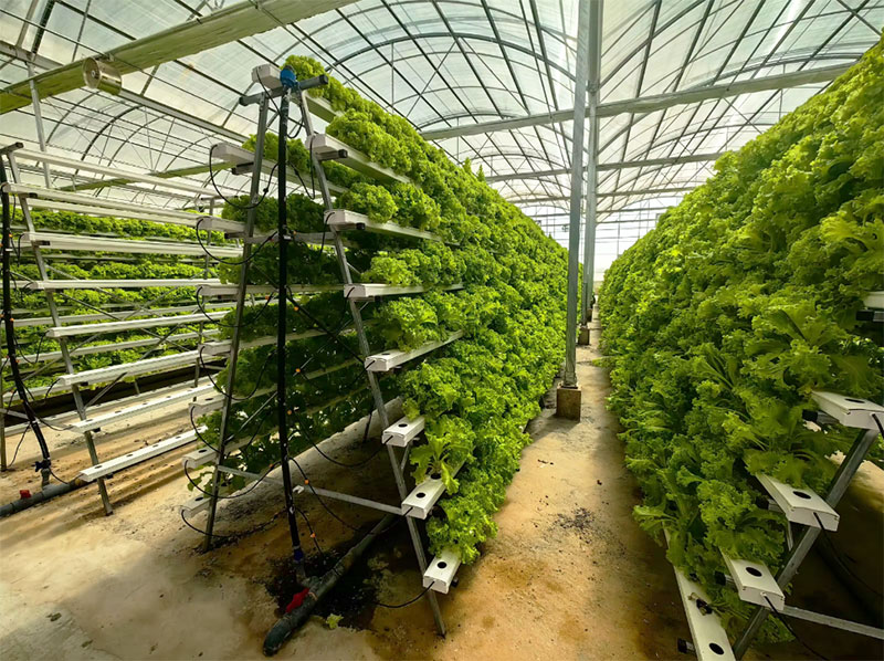 Tarımsal Seralar Marul NFT Hid - Hydroponic Farming Agriculture incelemesi ve fiyatı