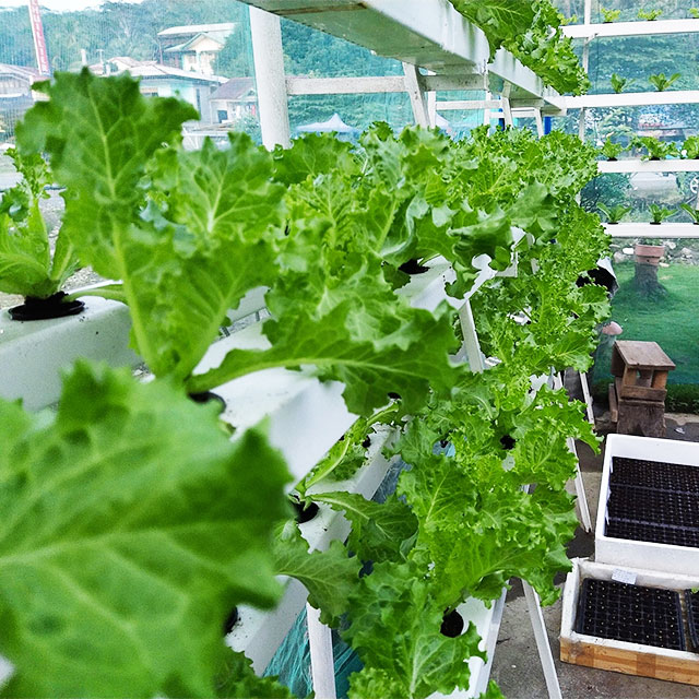 Tarımsal Seralar Marul NFT Hid - Hydroponic Farming Agriculture incelemesi ve fiyatı